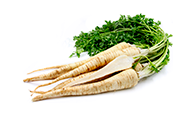 Parsley Root