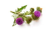 Milk Thistle